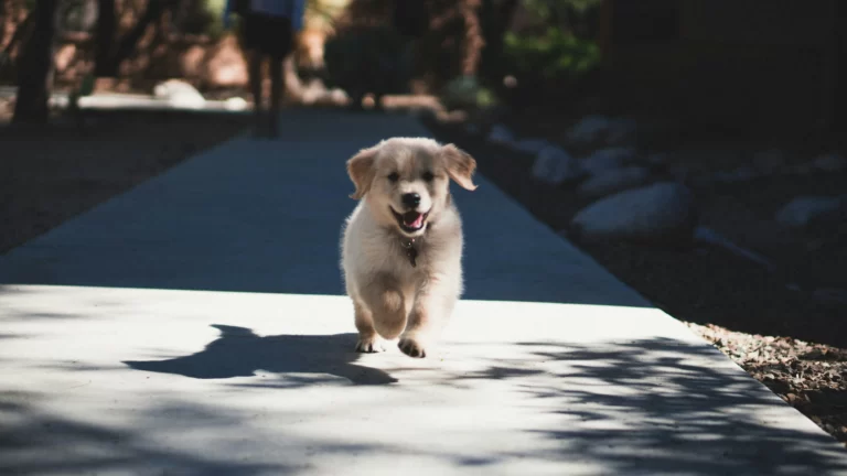 Lee más sobre el artículo Primeros pasos con tu cachorro: Entrenamiento Puppy