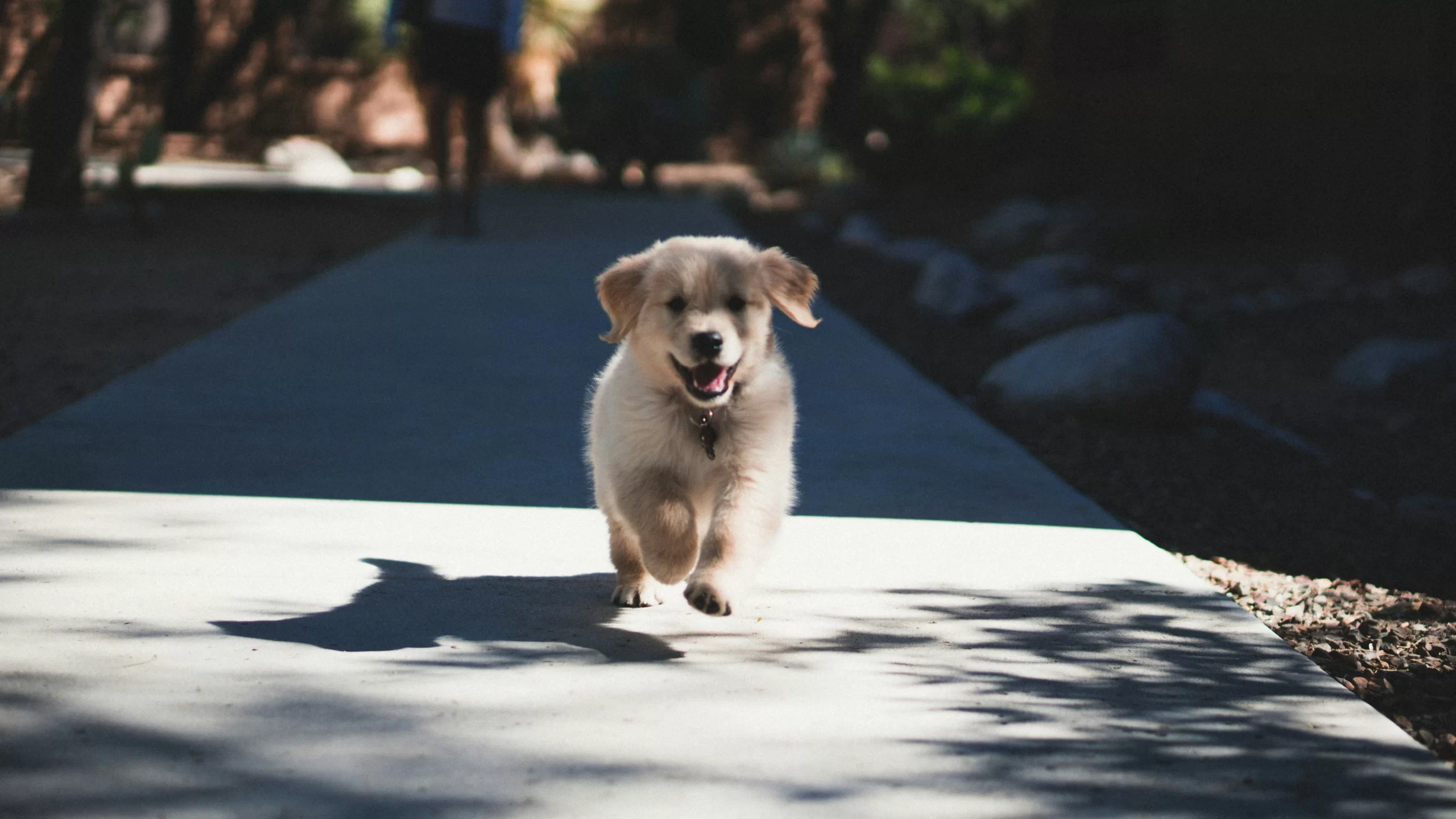 En este momento estás viendo Primeros pasos con tu cachorro: Entrenamiento Puppy