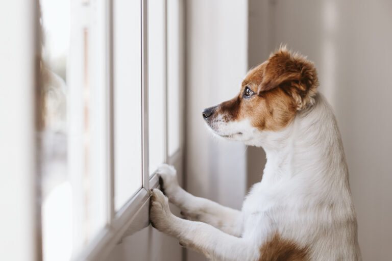 Lee más sobre el artículo El Impacto Negativo de Dejar a Tu Perro Solo: ¡Descubre Cómo Mejorar Su Bienestar!