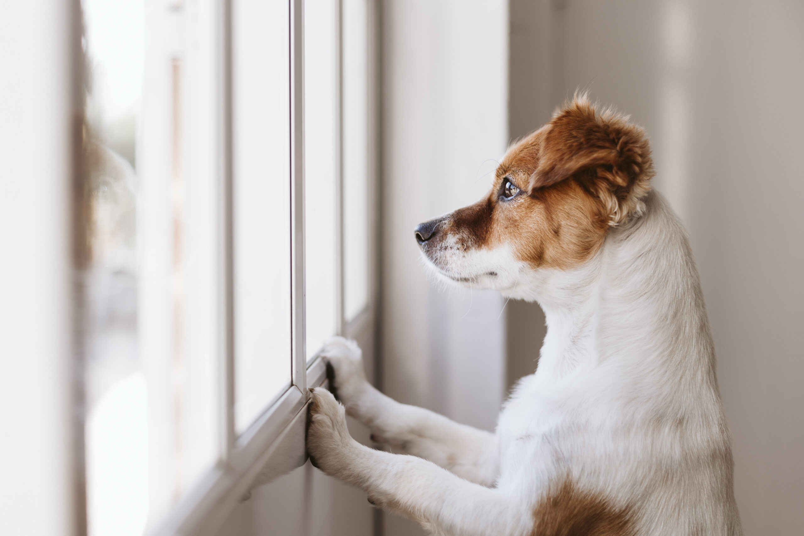 En este momento estás viendo El Impacto Negativo de Dejar a Tu Perro Solo: ¡Descubre Cómo Mejorar Su Bienestar!