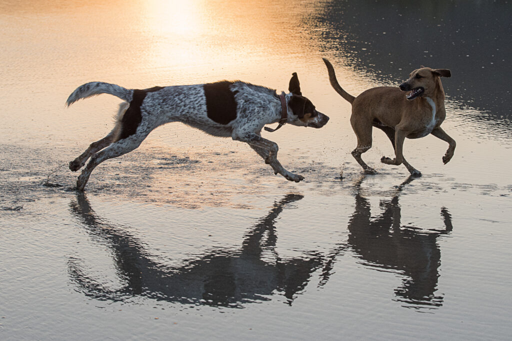 Perros conviviendo de manera sana.