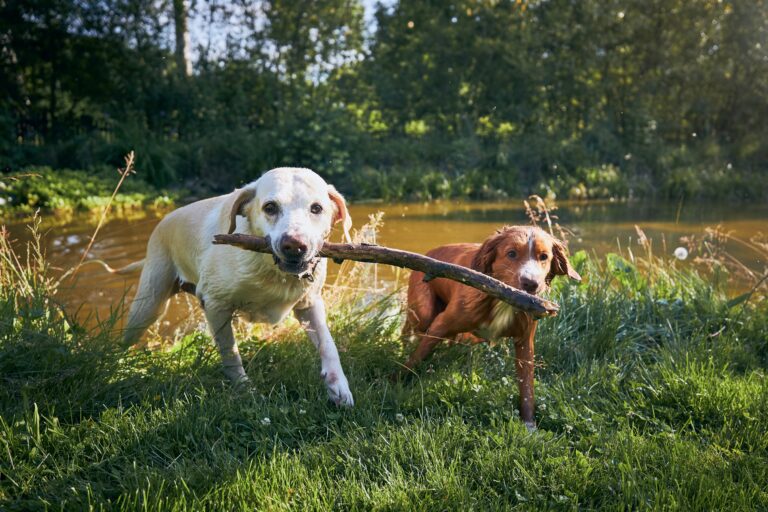 Lee más sobre el artículo Armonía Canina: Cómo se Ve una Convivencia Sana entre Perros