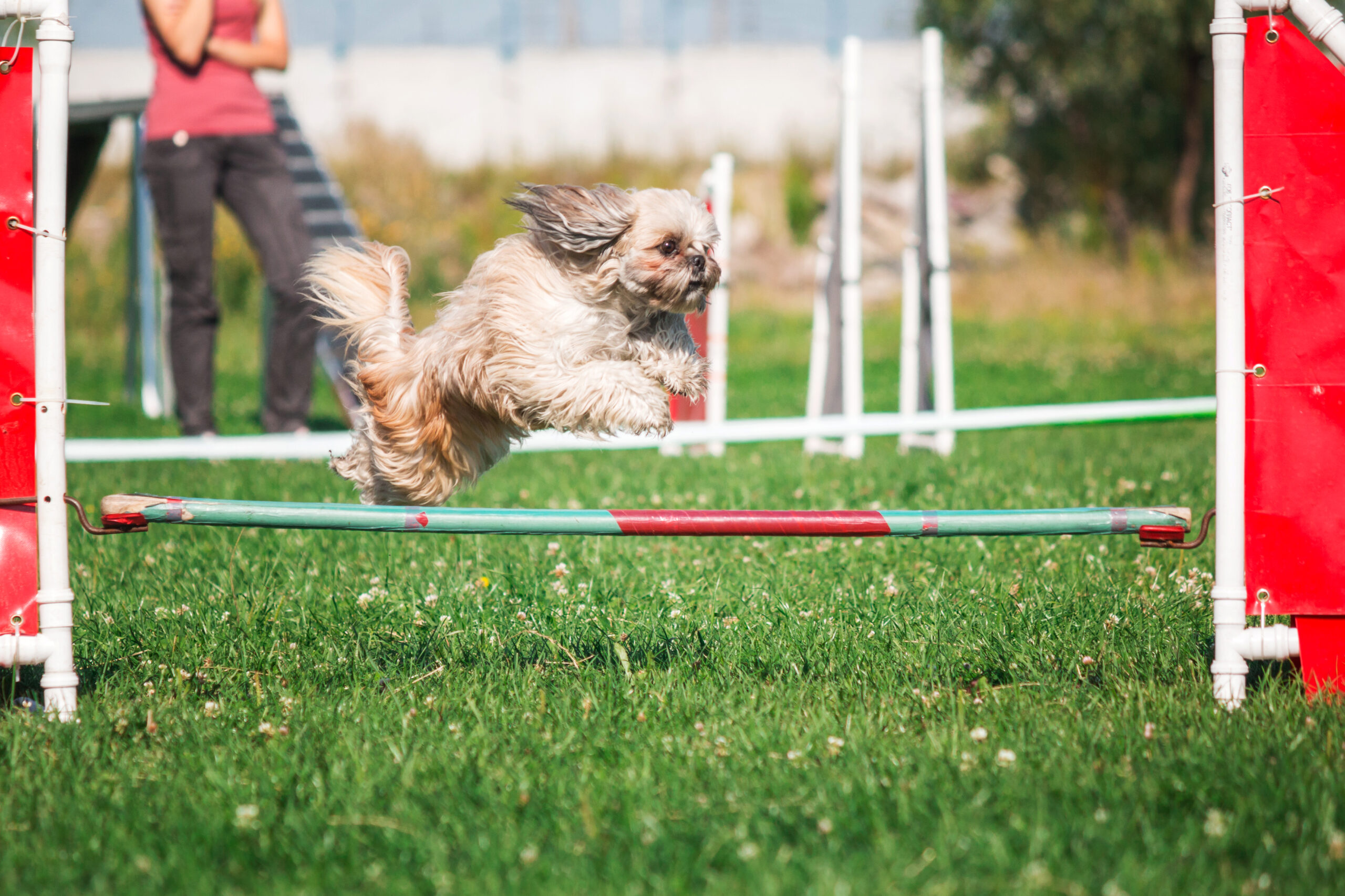 En este momento estás viendo ¡Guía de Entrenamiento para Perros: Obediencia Básica y Agility!