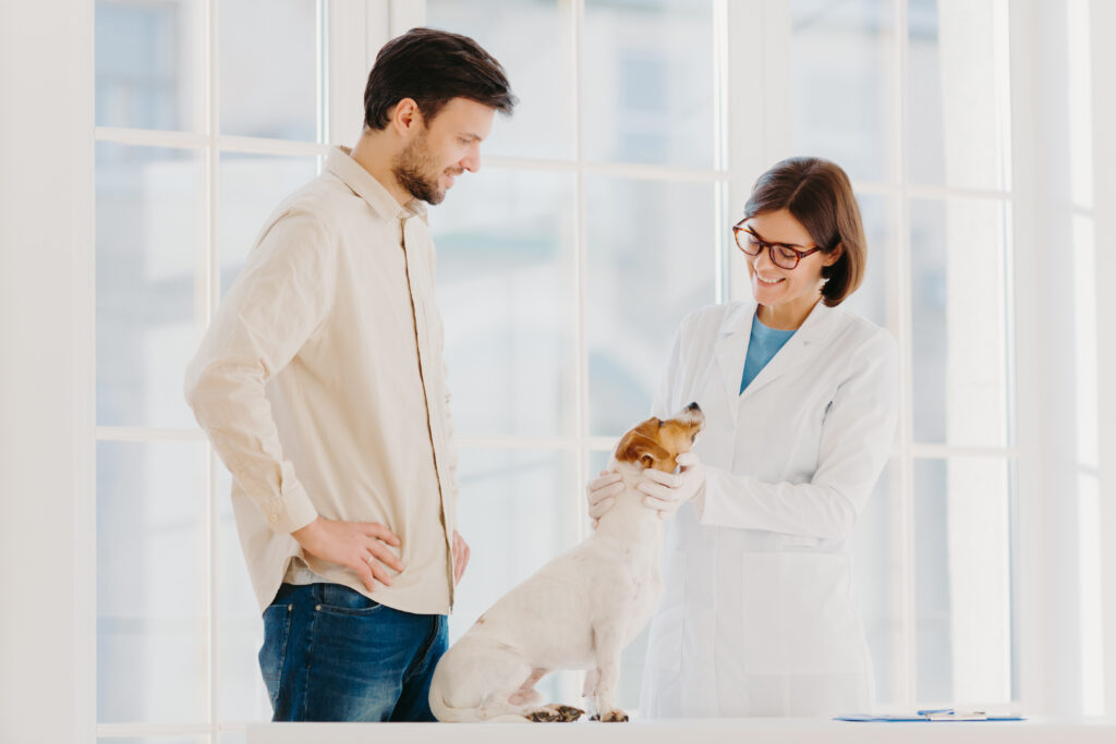 Perro en su vejez en veterinario. 