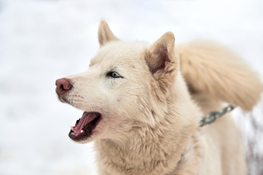 Perro con mucha energía ladrando. 