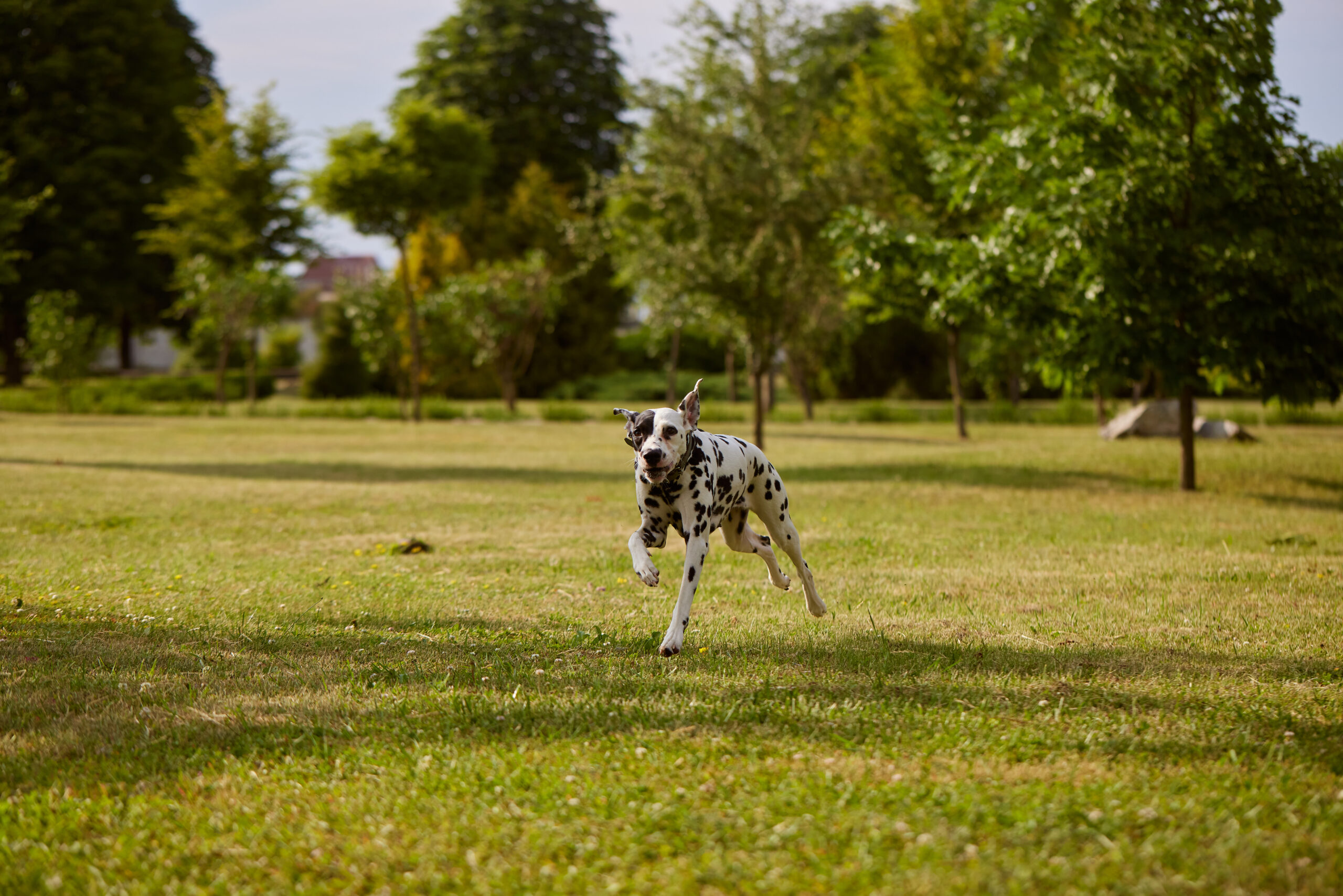 En este momento estás viendo Bienestar Canino: Cómo Saber si Aún Necesita Sacar Energía