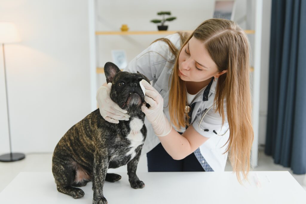 Vacunar a tu perrito para su bienestar.