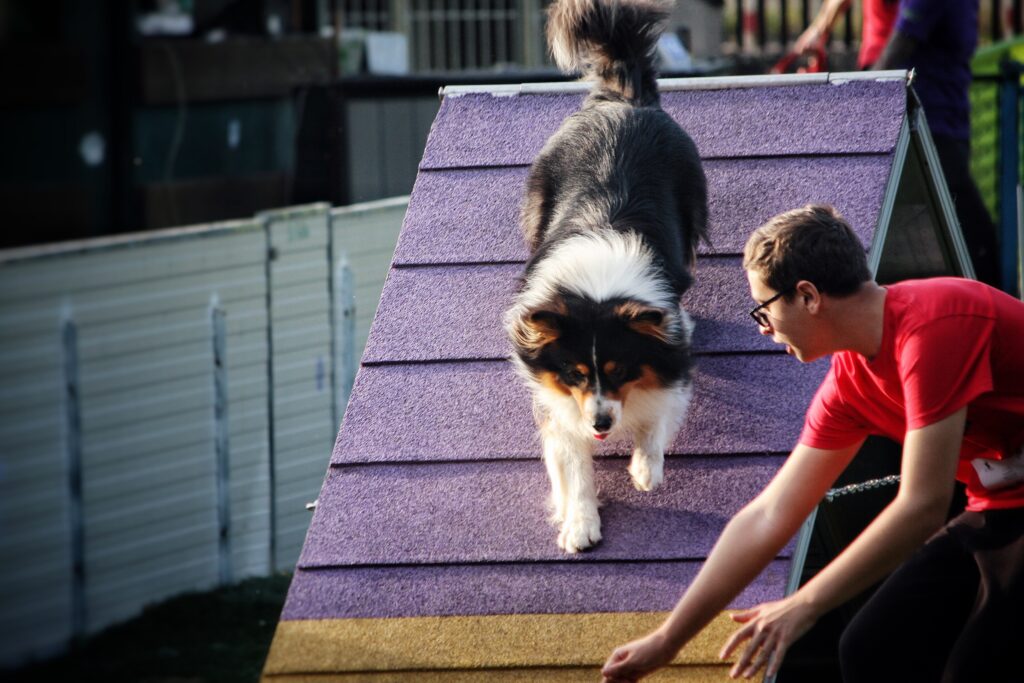 Actividades para perros: agility