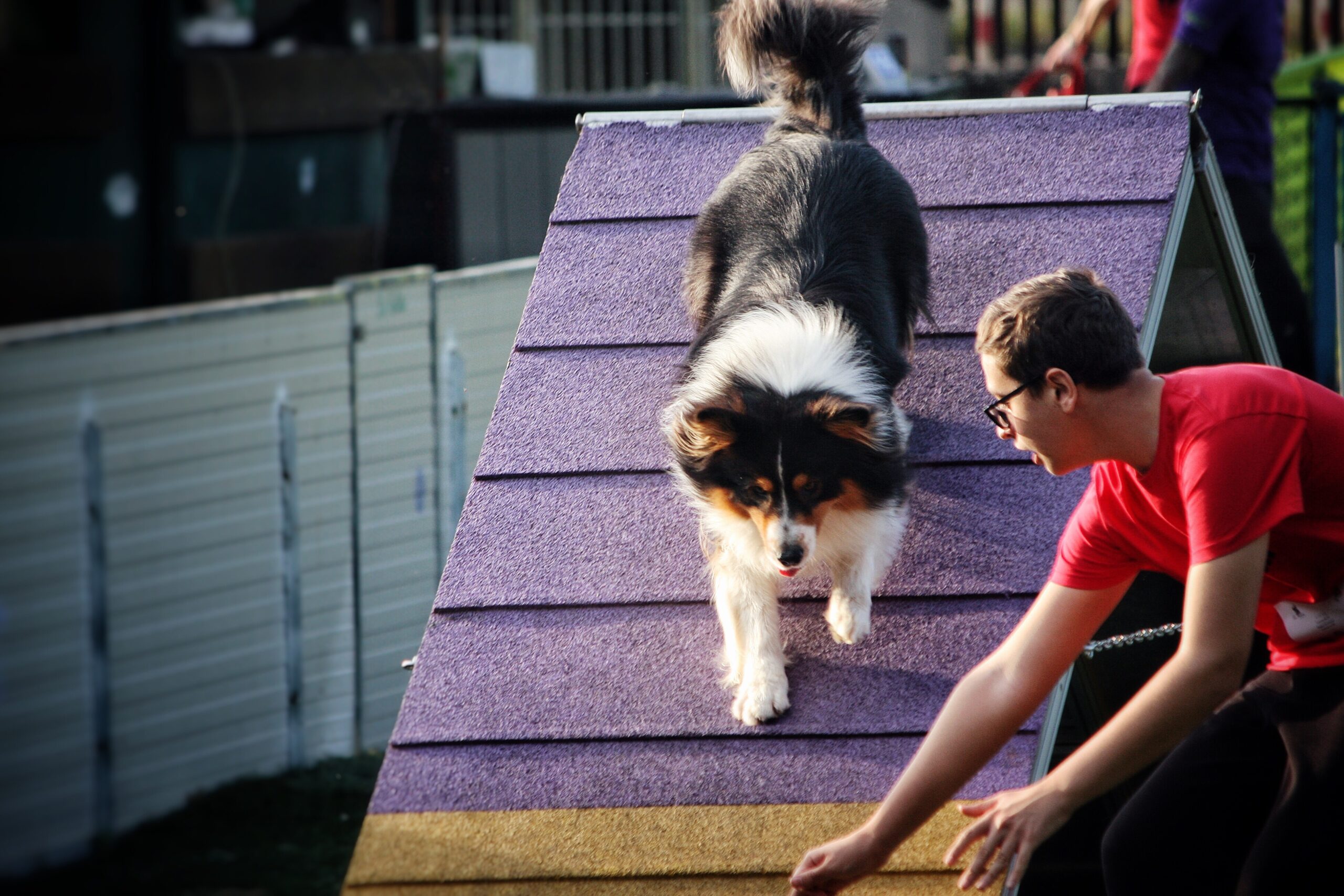 En este momento estás viendo 8 Actividades Creativas y Saludables para Hacer con tu Perro y Divertirte al Máximo