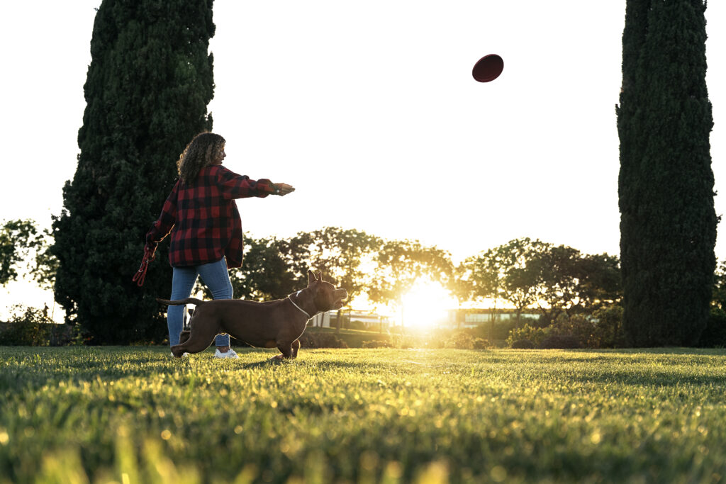 Actividades para perros: Frisbee