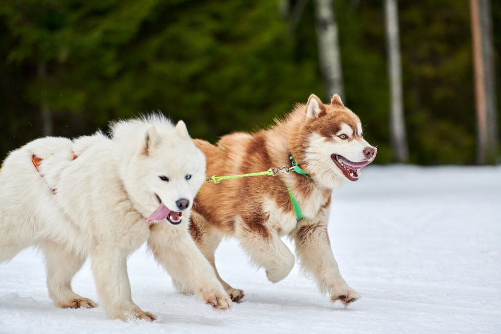 Correr con perro