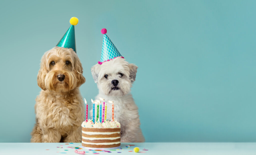 Cumpleaños canino: recetas