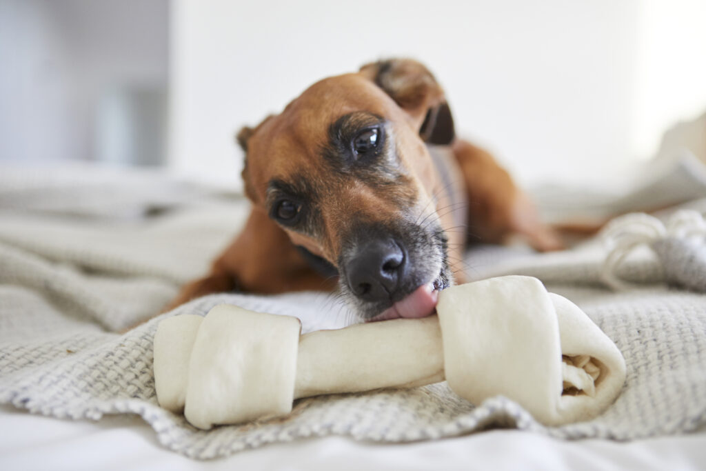 Alimentos peligrosos para perro