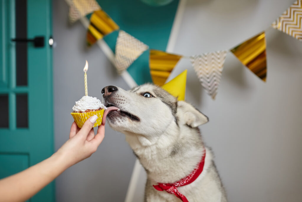 Cumpleaños canino: recetas