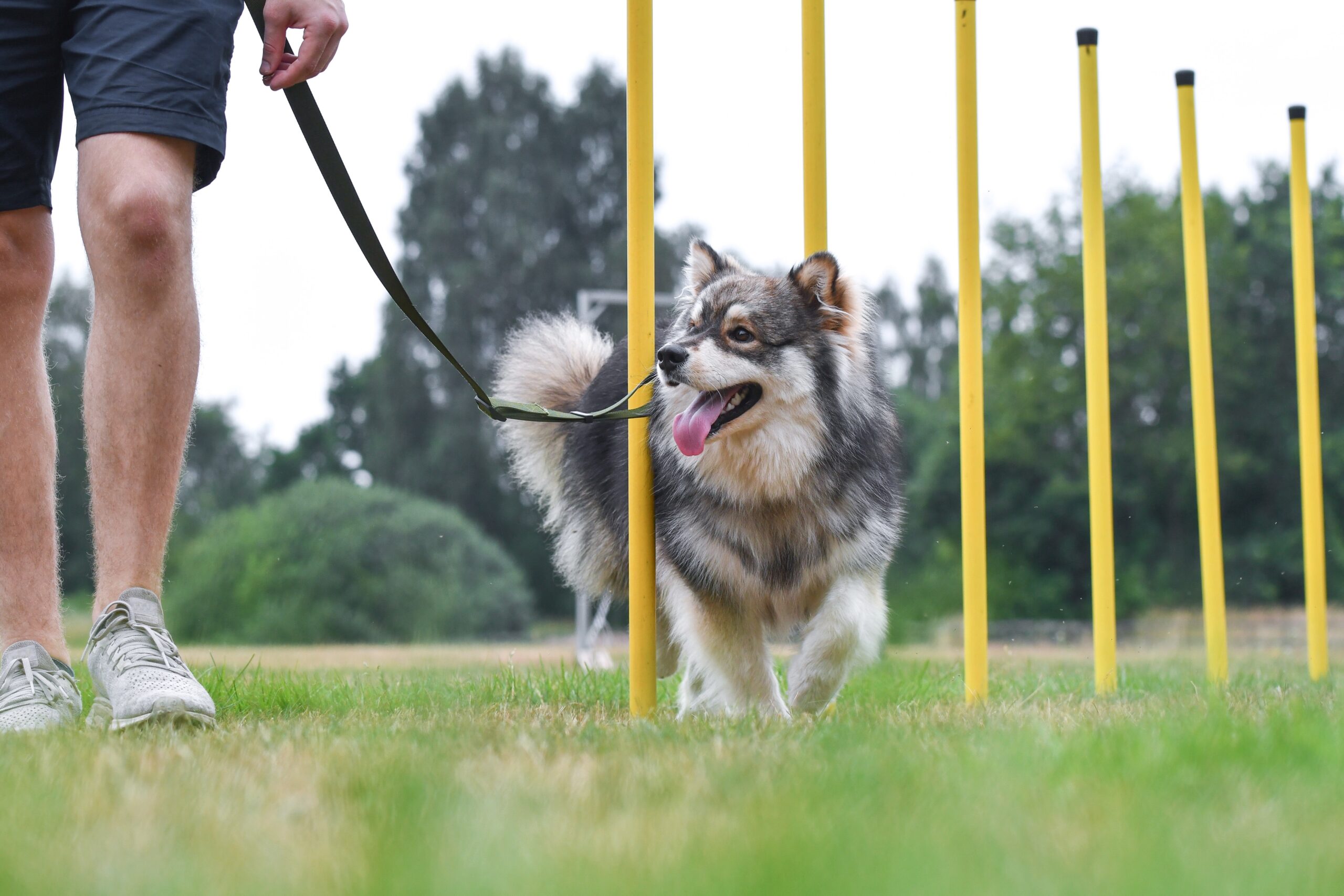 En este momento estás viendo Entrenamiento para Perros y sus Sorprendentes Beneficios