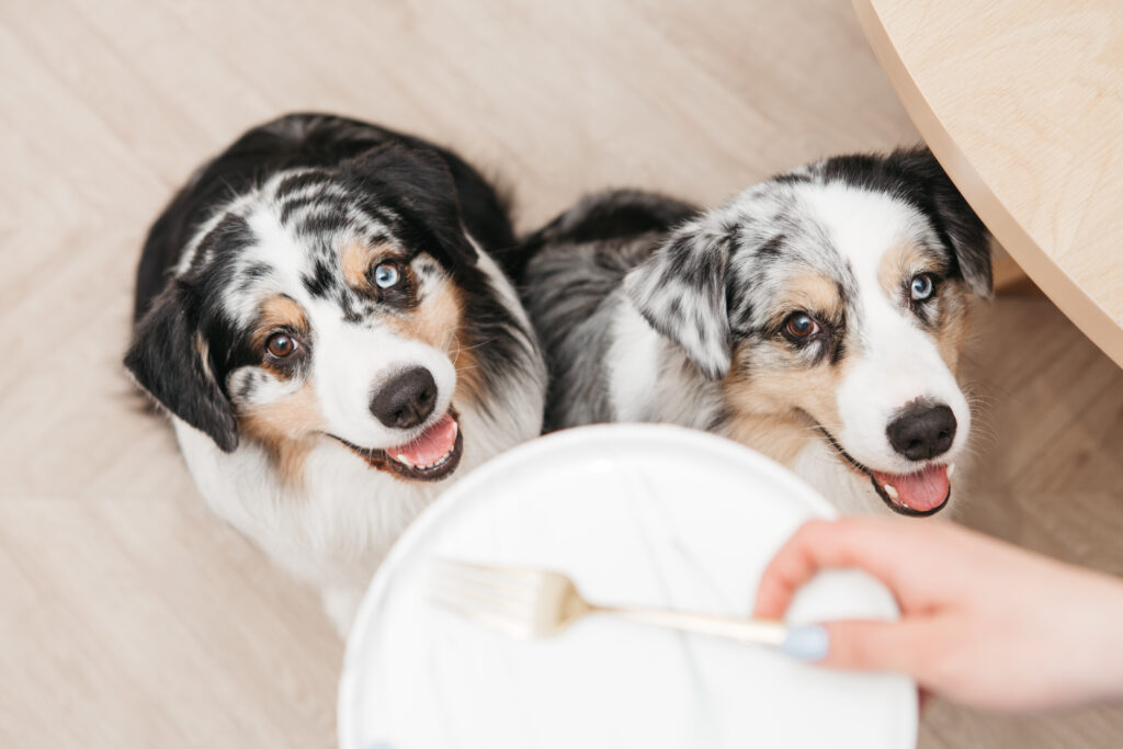 Alimentos peligrosos para perro